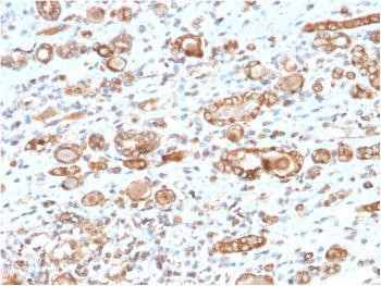 Anti-HSP60 (Heat Shock Protein 60) (Mitochondrial Marker) Monoclonal Antibody (Clone: CPTC-HSPD1-1)