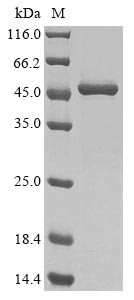 Heat shock 70 kDa protein, partial, chicken, recombinant