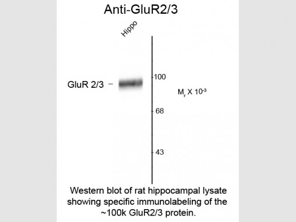 Anti-GluR2/3