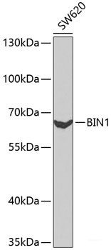 Anti-Amphiphysin II