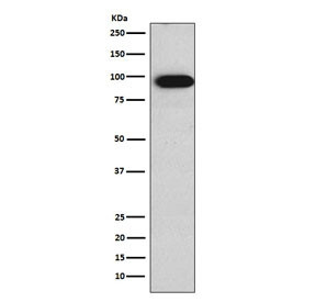 Anti-Villin, clone AFOA-22