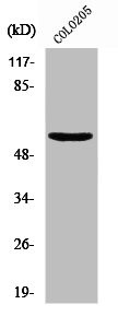 Anti-CSPG5