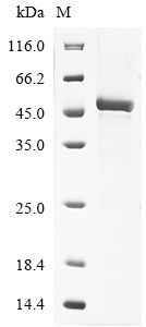 Cytochrome P450 3A43 (CYP3A43), human, recombinant