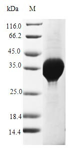 Copper metallothionein 1-1 (CUP1-1), Saccharomyces cerevisiae, recombinant