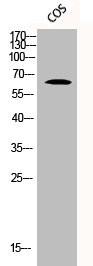 Anti-Phospho-FRS2 (Y436)