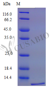 C-C motif chemokine 6 protein (Ccl6) (Active), mouse, recombinant