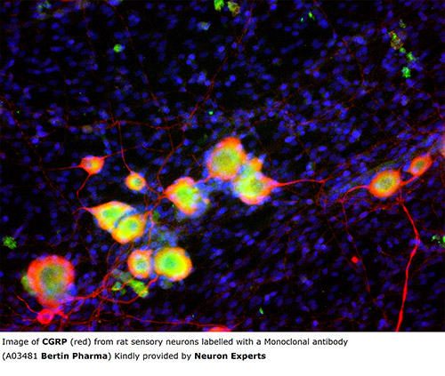 Anti-CGRP (human,rat) - Clone 83