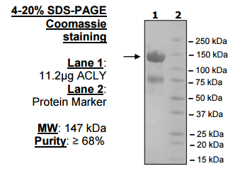 ATP Citrate Lyase, active human recombinant protein