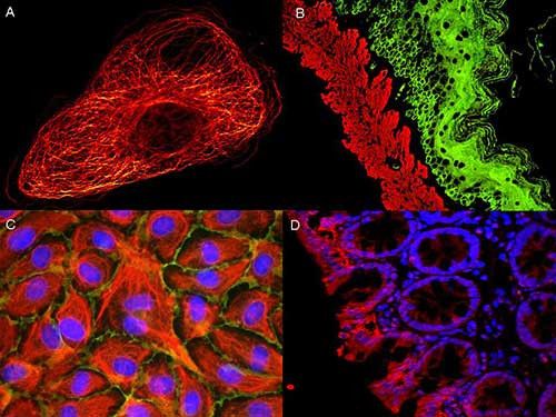 Anti-Mouse IgG (H&amp;L) (Goat), ATTO 488 conjugated (Min X Bv Ch Gt GP Ham Hs Hu Rb Rt &amp; Sh Serum Prote