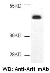 Anti-Arl1, monoclonal