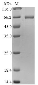 Vimentin (Vim), mouse, recombinant