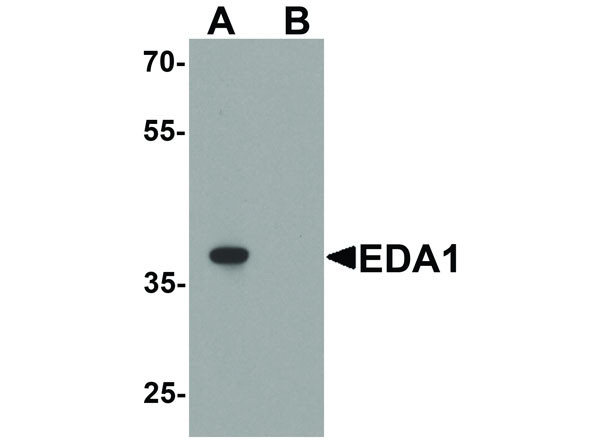 Anti-EDA1