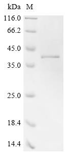 Large ribosomal subunit protein uL2 (rplB), Escherichia coli, recombinant