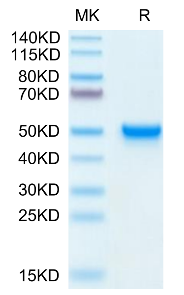 Mouse CD5L Protein