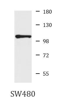 Anti-MFI2 / Melanotransferrin