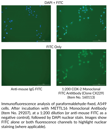 Anti-COX-2 FITC (Clone CX229)