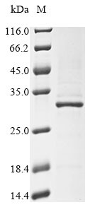 40S ribosomal protein S9 (RPS9), human, recombinant