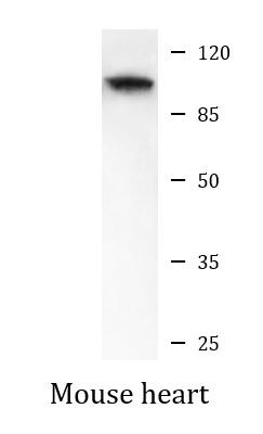 Anti-UHRF1, clone 1H9-D3-E11, N-terminal