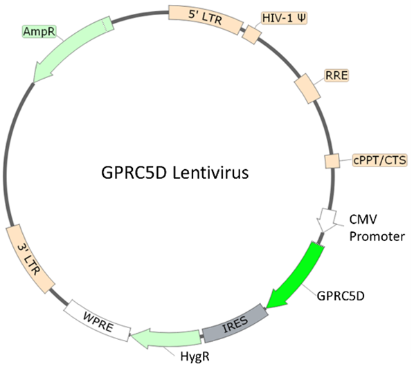 GPRC5D Lentivirus