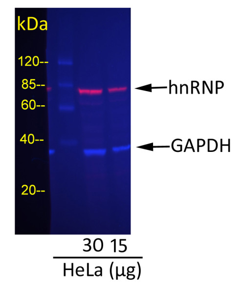 Anti-Mouse IgG-heavy and light chain cross-adsorbed, DyLight(R) 680 conjugated
