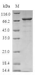 Protein phosphatase 1A (PPM1A), human, recombinant