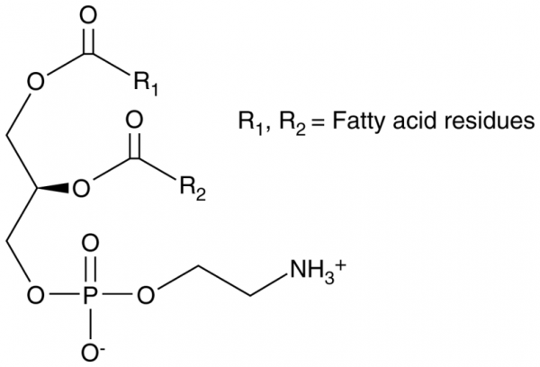 Phosphatidylethanolamine (bovine)