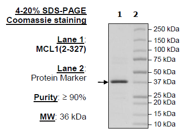 MCL1, His-Tag