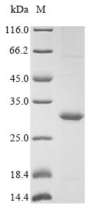 Glycoprotein BDLF3 (BDLF3), partial, Epstein-Barr virus, recombinant