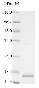 Bone morphogenetic protein 3 (BMP3), human, recombinant