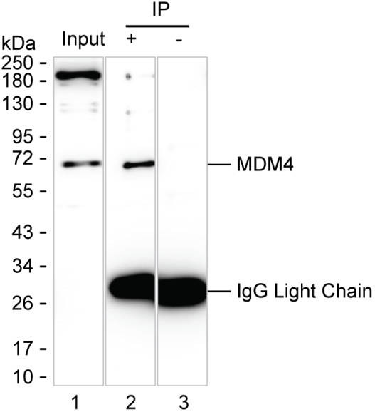 Anti-MDM4 Magnetic Beads