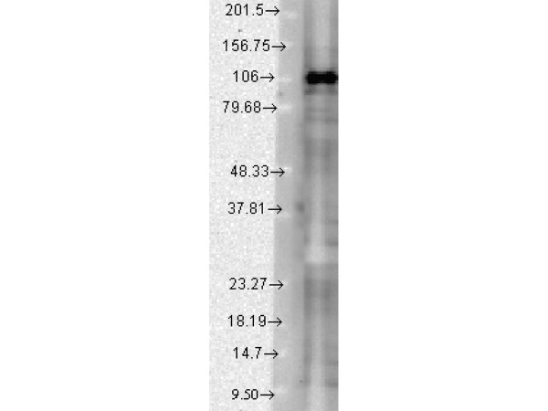 Anti-SAP102, clone S19-2