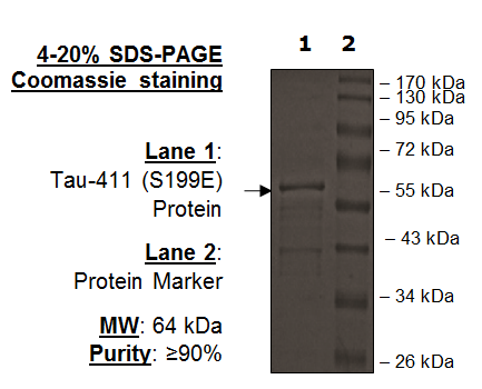 Tau-441 (S198E) Protein