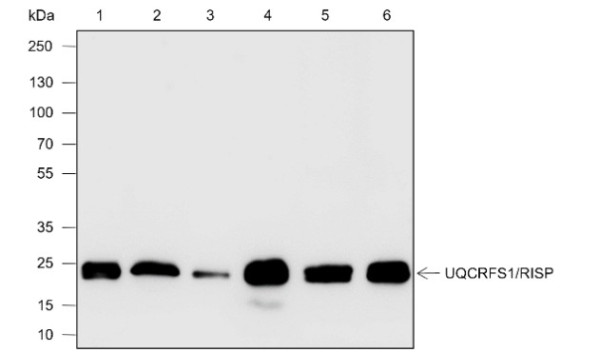 Anti-Recombinant UQCRFS1/RISP, clone A596