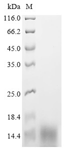 Vesicular glutamate transporter 1 (Slc17a7), partial, rat, recombinant