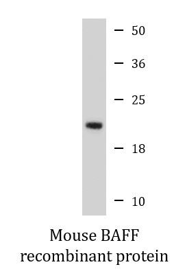 Mouse BAFF recombinant protein (Active)