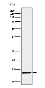Anti-IL15 / Interleukin 15, clone 31I07