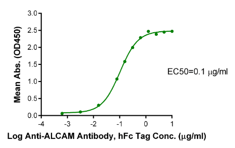 ALCAM/CD166[Biotin], His &amp; Avi, Human