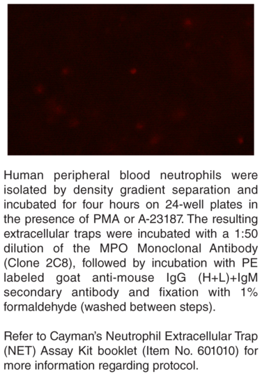 Anti-Myeloperoxidase (Clone 2C8)