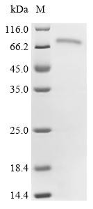 CTP synthase 2 (Ctps2), recombinant mouse
