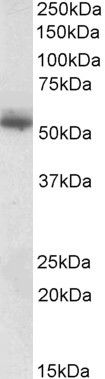 Anti-Copine 1, C-terminal