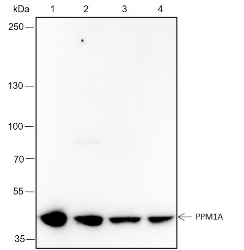 Anti-Recombinant PPM1A, clone A336