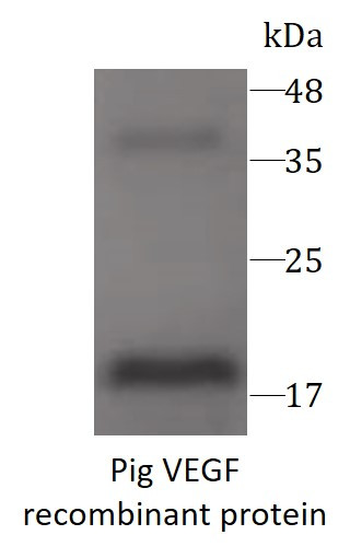 Pig VEGF recombinant protein (His-tagged)