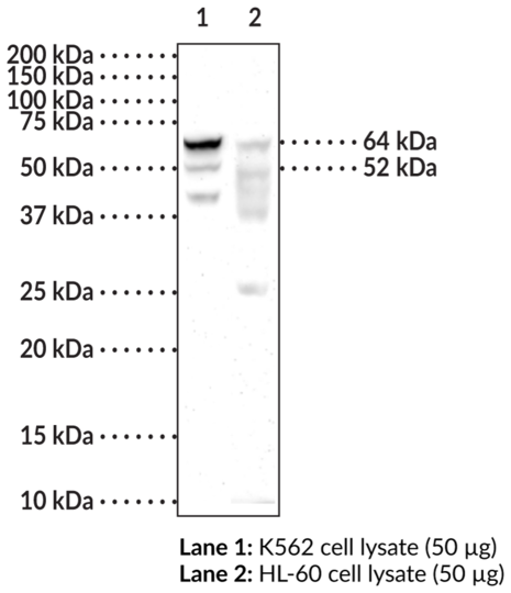 Anti-METTL3/14 Complex Monoclonal Antibody (Clone 7A9)