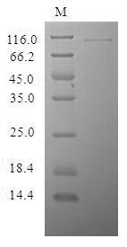 Cysteine-rich secretory protein LCCL domain-containing 2 (CRISPLD2), human, recombinant