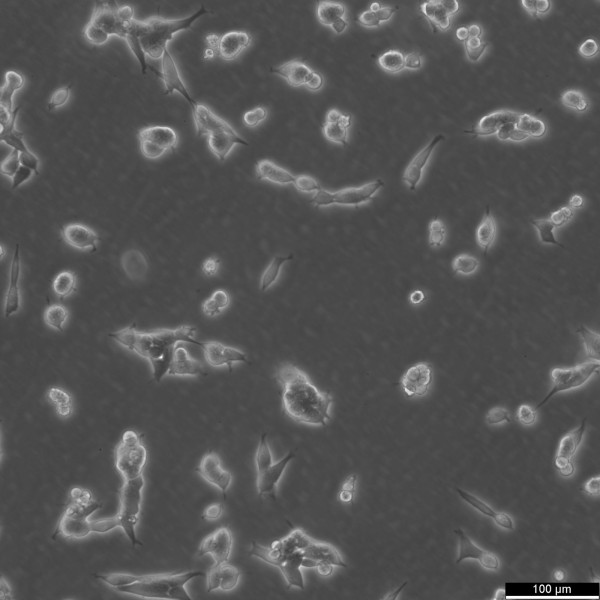 HEK293 Cells