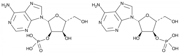 Adenosine 2&#039;(3&#039;)-monophosphate