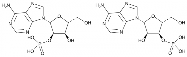 Adenosine 2'(3')-monophosphate