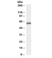 Anti-MYH1