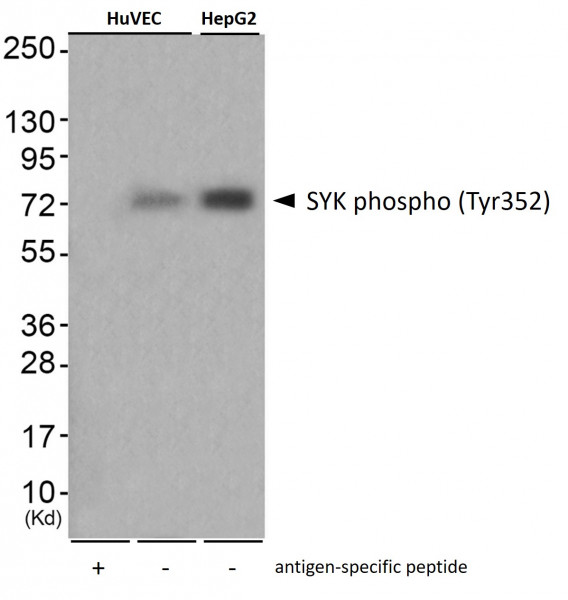 Anti-phospho-SYK (Tyr352)
