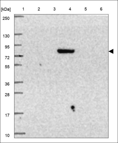 Anti-PRDM6